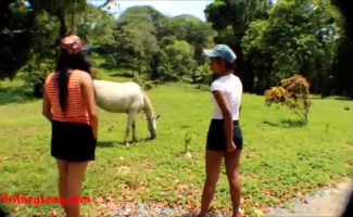 Vídeo Pornô Cavalo E Mulher